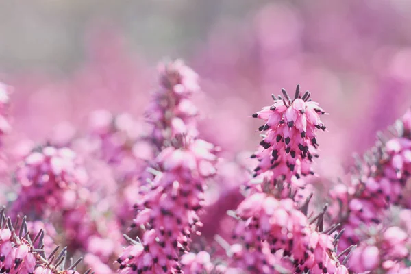 Närbild Rosa Erica Calluna Vulgaris Härliga Blommor Ljung Selektiv Fokus — Stockfoto