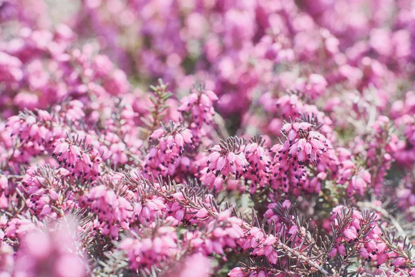 Closeup Pink Erica Calluna Vulgaris Beautiful Flowers Heather Selective Focus — Stock Photo, Image