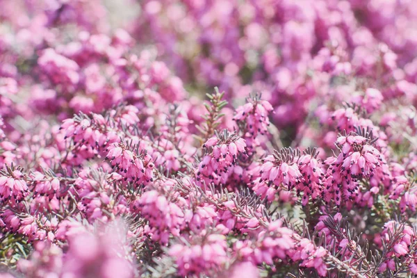 Closeup Pink Erica Calluna Vulgaris Beautiful Flowers Heather Selective Focus — Stock Photo, Image