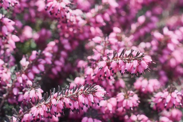 Closeup Pink Erica Calluna Vulgaris Beautiful Flowers Heather Selective Focus — Stock Photo, Image