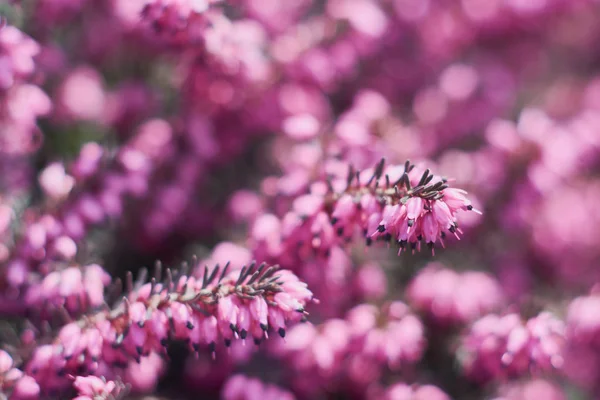 Closeup Pink Erica Calluna Vulgaris Beautiful Flowers Heather Selective Focus — Stock Photo, Image