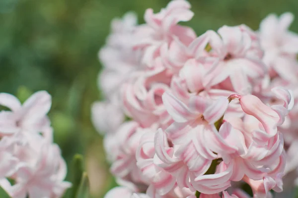 Penutup Bunga Hyacinth Merah Muda Pada Bunga Hijau Fokus Selektif — Stok Foto