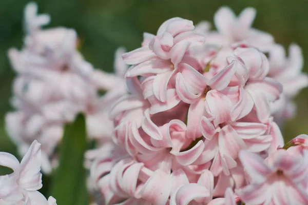 Gros Plan Fleurs Jacinthe Rose Sur Lit Fleurs Vert Mise — Photo