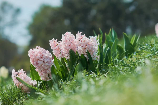 Närbild Rosa Hyacint Blommor Grön Blomsterrabatt Selektivt Fokus — Stockfoto