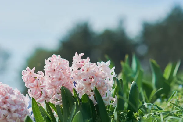 Penutup Bunga Hyacinth Merah Muda Pada Bunga Hijau Fokus Selektif — Stok Foto
