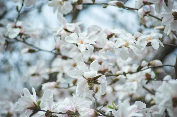 Δέντρο Magnolia Στην Άνθιση Closeup Των Όμορφα Λουλούδια Επιλεκτική Εστίαση — Φωτογραφία Αρχείου