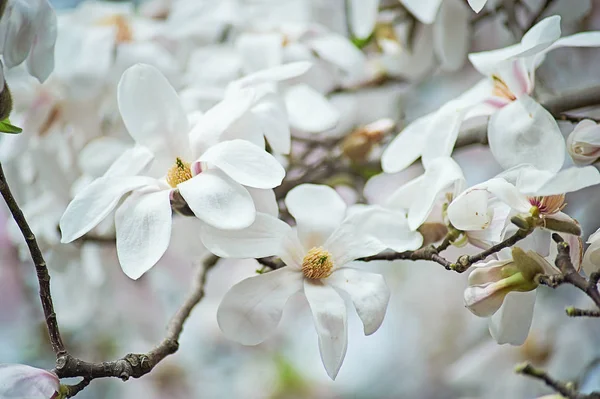 Magnolia Virágzik Szép Virágok Szelektív Összpontosít Vértes — Stock Fotó