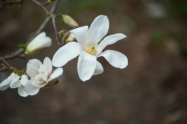 Δέντρο Magnolia Στην Άνθιση Closeup Των Όμορφα Λουλούδια Επιλεκτική Εστίαση — Φωτογραφία Αρχείου