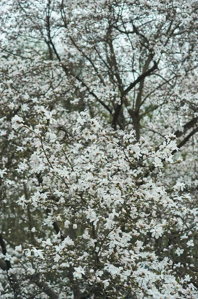 Magnoliaträd Blom Närbild Vackra Blommor Selektivt Fokus — Stockfoto
