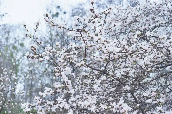 Magnolia Virágzik Szép Virágok Szelektív Összpontosít Vértes — Stock Fotó