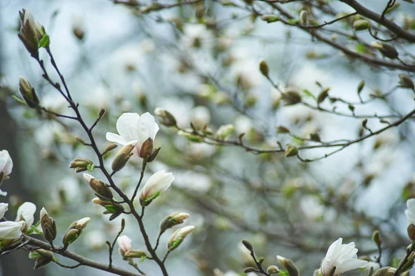 Δέντρο Magnolia Στην Άνθιση Closeup Των Όμορφα Λουλούδια Επιλεκτική Εστίαση — Φωτογραφία Αρχείου