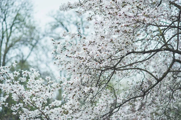 Magnolia Tree Bloom Closeup Beautiful Flowers Selective Focus — Stock Photo, Image