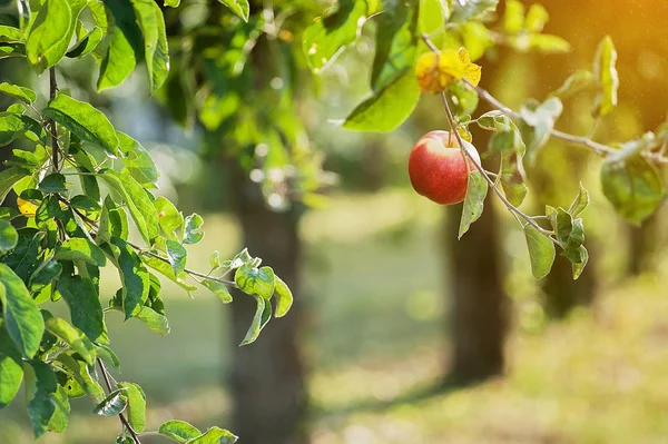 Bahçede Yeşil Ağaç Üzerinde Organik Kırmızı Elma Elma Hasat Kavramı — Stok fotoğraf