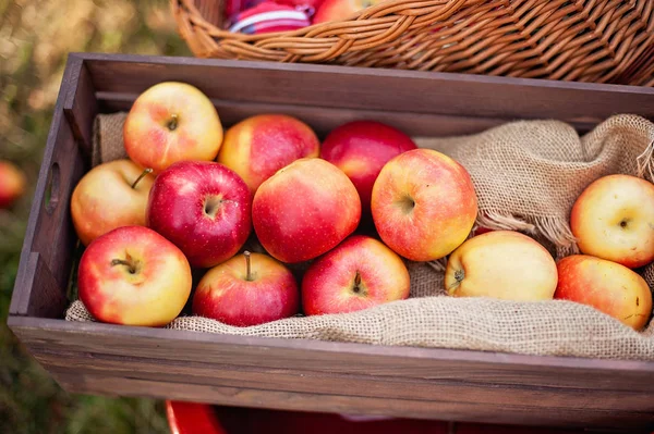 Elma Hasat Olgun Kırmızı Elma Sepeti Koyu Ahşap Sandık Kırmızı — Stok fotoğraf
