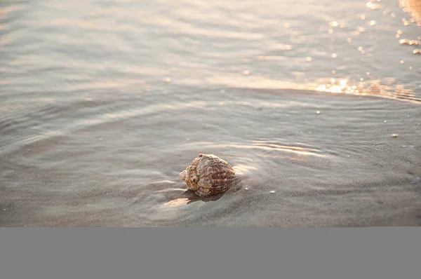 Скорлупа Берегу Песчаного Тропического Пляжа — стоковое фото