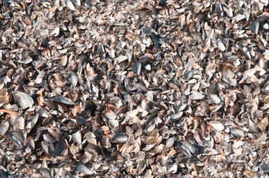 kabuğunda günbatımı denizde dalgaların kıyıya. metin için yer kopyalayın. yaz tatil kavramı. güzel bir plaj. Sanat güzel gündoğumu tropikal plaj üzerinde. Seamless modeli