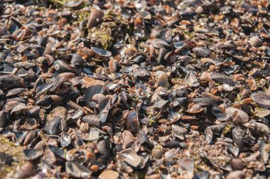 kabuğunda günbatımı denizde dalgaların kıyıya. metin için yer kopyalayın. yaz tatil kavramı. güzel bir plaj. Tropikal plaj üzerinde sanat güzel gündoğumu