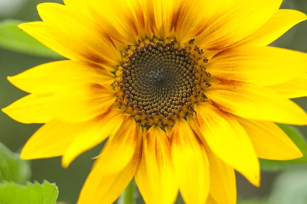 Macro view of sunflower in bloom. Organic and natural flower background. Sunflower blooming