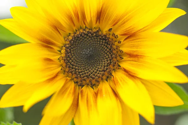 Macro view of sunflower in bloom. Organic and natural flower background. Sunflower blooming
