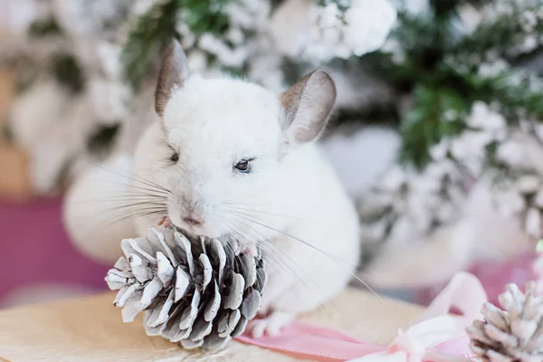 Noel Ağacının Arka Planında Sevimli Beyaz Çinçilla Mutlu Çin Yeni — Stok fotoğraf