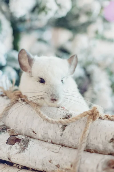 Drăguț Chinchilla Albă Fundalul Pomului Crăciun Lumini Nou Chinezesc Fericit — Fotografie, imagine de stoc