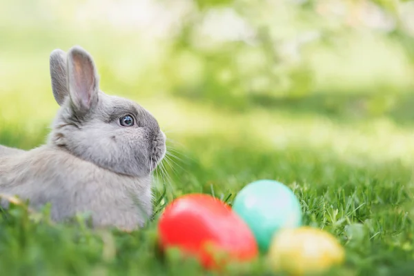 Пасхальний Кролик Великодні Яйця Весняно Зеленій Траві — стокове фото
