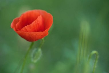 Haşhaş çiçekleri doğal bahar arka planı. Çiçekli Gelincikler 'in hafıza sembolü. Ateşkes veya Anma Günü arkaplanı.