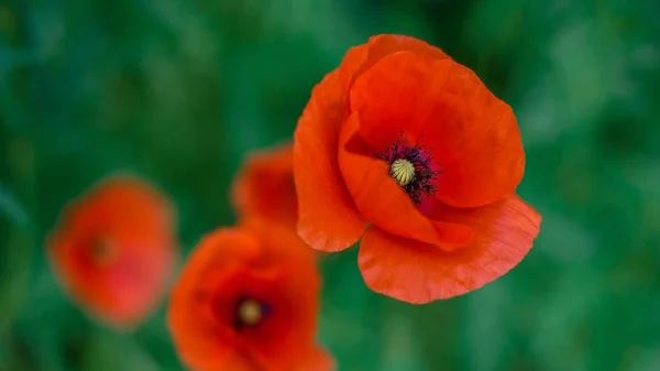 Poppy flowers field nature spring background. Blooming Poppies memory symbol. Armistice or Remembrance day background. — Stock Photo, Image