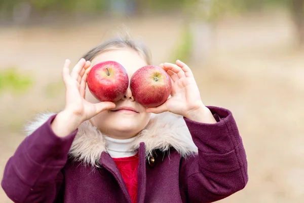 Child picking apples on farm in autumn. Little girl playing in apple tree orchard. Healthy nutrition.