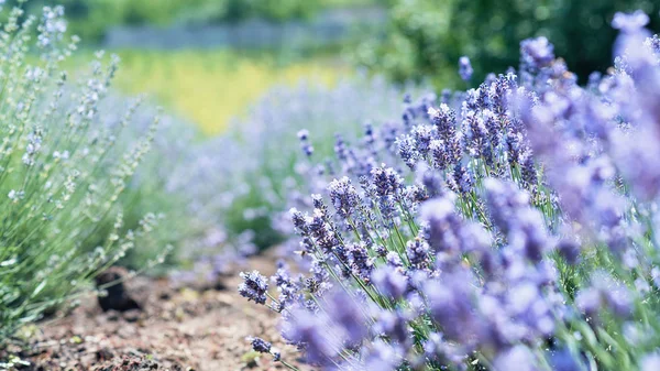 Lavendel blommor i lavendel fält. sommarlila lavendel. soft focus fält för bakgrund — Stockfoto