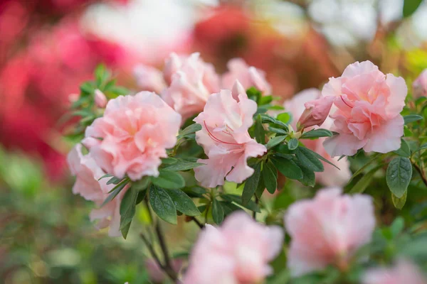 Blühende Azalia-Rhododendron-Hybridum-Hybridselektion in einem Gewächshaus. Blumenhintergrund. Weicher Fokus. — Stockfoto