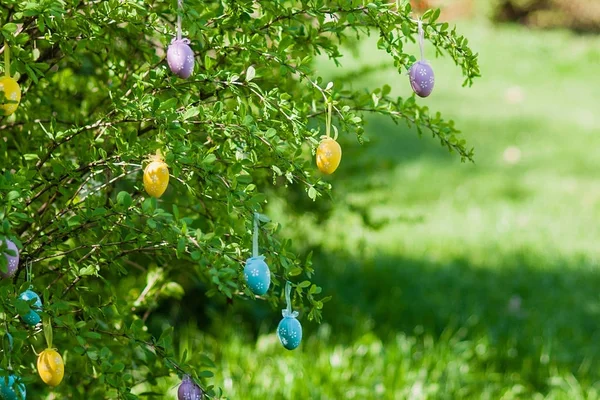 Желтые пасхальные яйца на вишне, пасхальная композиция — стоковое фото