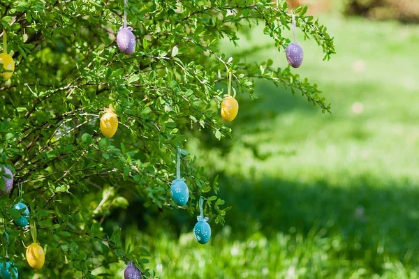 Yelow Easter eggs on a cherry tree,Easter composition — 스톡 사진