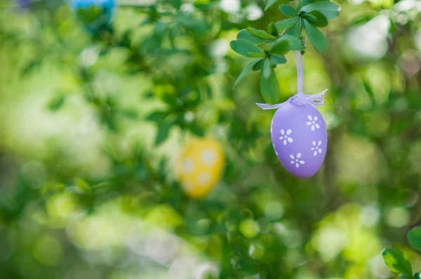 Yelow Easter eggs on a cherry tree,Easter composition — 스톡 사진