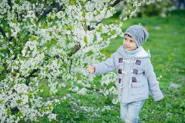 Garçon qui sent fleurir des fleurs de cerisier au printemps — Photo