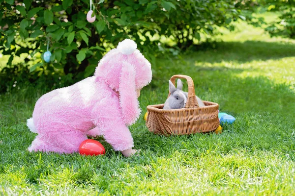 Kleines Mädchen Hasenkostüm Das Mit Kaninchen Spielt Während Garten Auf — Stockfoto