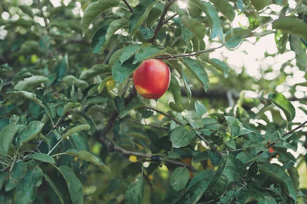 Κόκκινα μήλα σε ένα δέντρο στον κήπο — Φωτογραφία Αρχείου