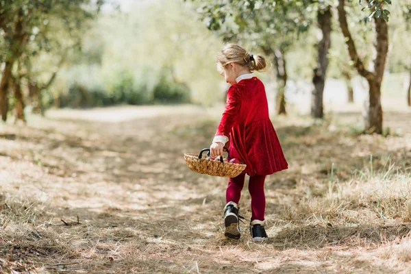 Cueillette des pommes à la ferme en automne. Petite fille jouant dans un verger de pommiers. Une alimentation saine . — Photo