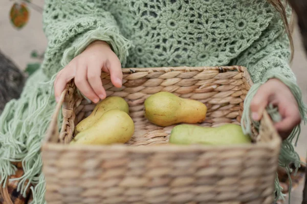 Niño recogiendo manzanas en la granja en otoño. Niña jugando en el huerto de manzanos. Nutrición saludable . — Foto de Stock