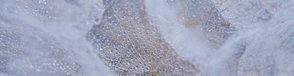 Hermoso rocío cae en una macro semilla de diente de león . —  Fotos de Stock