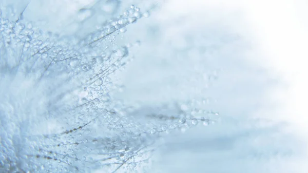 Hermoso rocío cae en una macro semilla de diente de león . — Foto de Stock