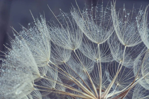 Belle rosée gouttes sur une graine de pissenlit macro . — Photo