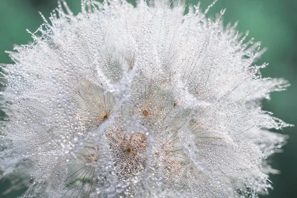 Hermoso rocío cae en una macro semilla de diente de león . —  Fotos de Stock