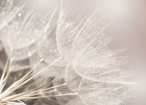 Diente de león al atardecer. Libertad para desear. Diente de león silueta flor esponjosa en el cielo puesta del sol —  Fotos de Stock