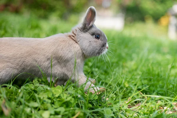 Liten rolig dvärg kanin som visar en tunga. Påskharen på en grön bakgrund. — Stockfoto