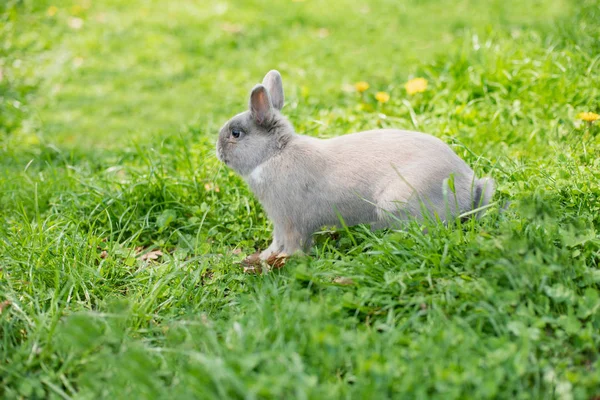 Malý legrační trpasličí králík, který ukazuje jazyk. Velikonoční zajíček na zeleném pozadí. — Stock fotografie