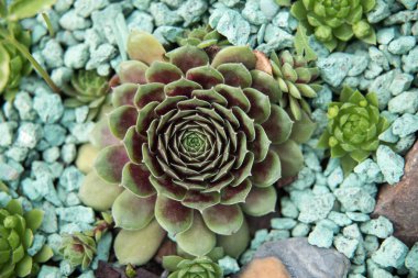 arka plan doğa. Doğal arka plan kaktüs etli bitki