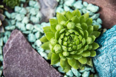 arka plan doğası. Doğal arka plan Kaktüs sulu bitkisi. Dikdörtgen düzenleme