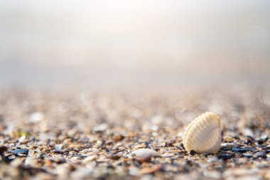Deniz kabuğu gün batımında kıyıya vurur. metin için boşluk kopyala. yaz tatili konsepti.