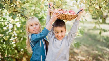 Orchard 'da Elmalı Çocuklar. Hasat Konsepti.